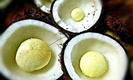 coconut-embryo